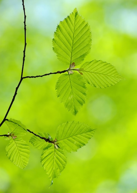 Feuilles