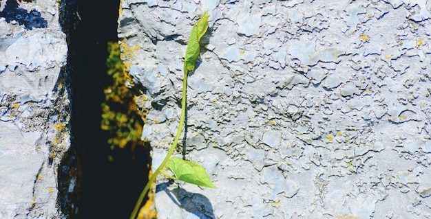 Photo feuilles