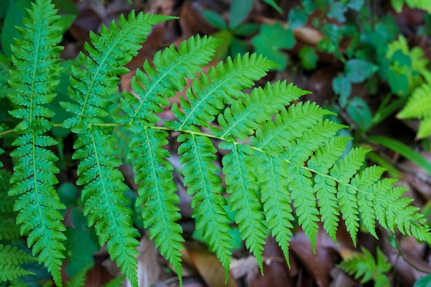 Feuilles