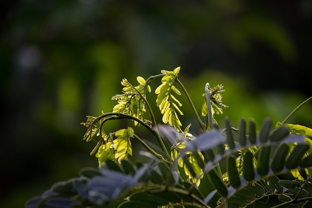 Feuilles