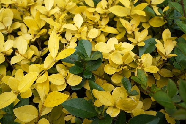 Feuillets de feuilles jaunes et vertes