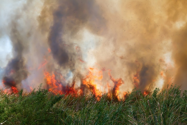 Les feux de forêt se propagent dans la nature.