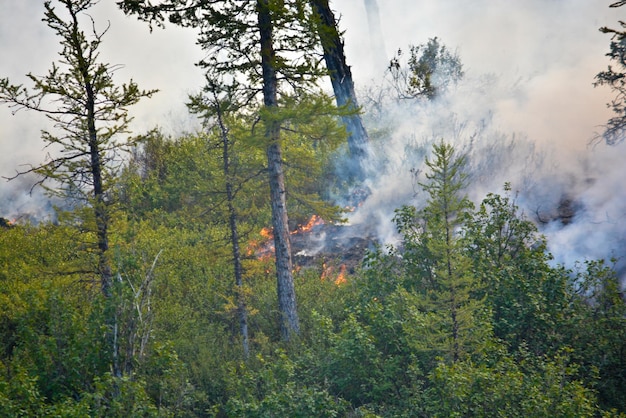 feux de forêt