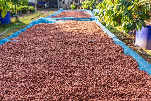 Fèves de cacao bio séchant au soleil à la ferme