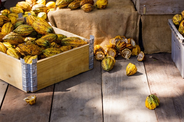 Fèves de cacao et cabosse de cacao sur une surface en bois.