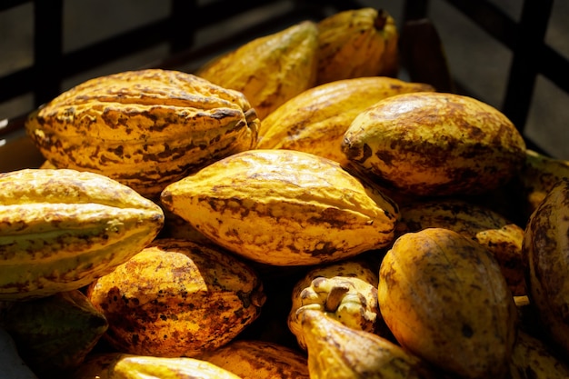 Fèves de cacao et cabosse de cacao sur une surface en bois.