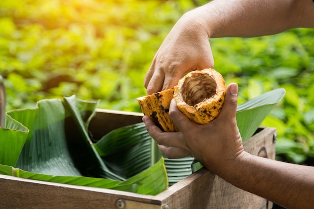 Fèves de cacao et cabosse de cacao sur une surface en bois.