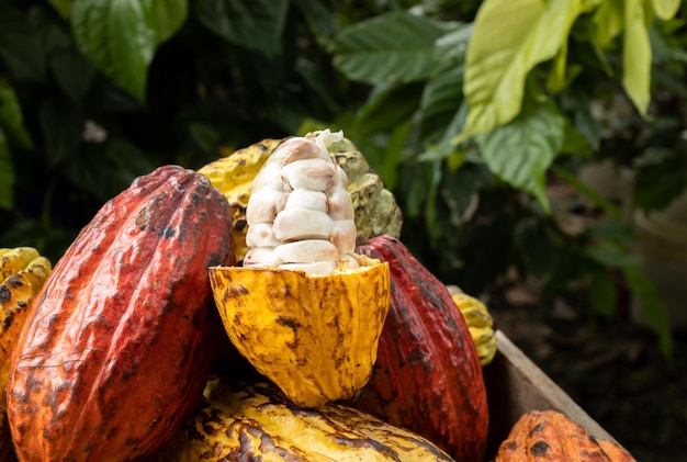 Fèves de cacao et cabosse de cacao sur une surface en bois