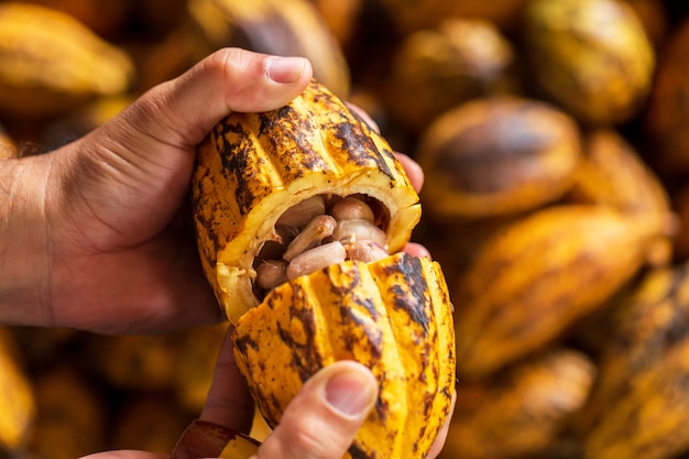 Fèves de cacao en cabosse de cacao