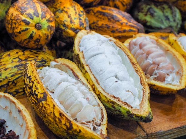 Fèves de cacao dans des gousses dans une plantation de cacao.