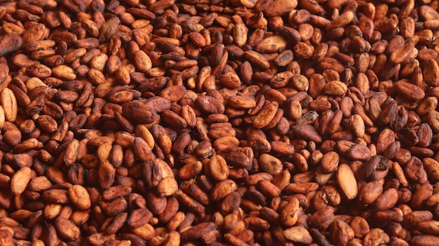 fèves de cacao fermentées sèches prêtes à être transformées en chocolat. une collection de cacao frais