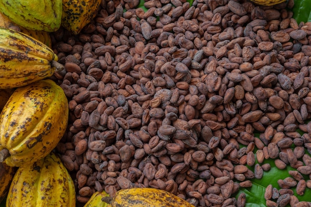 Fèves de cacao et fruits de cacao sur bois