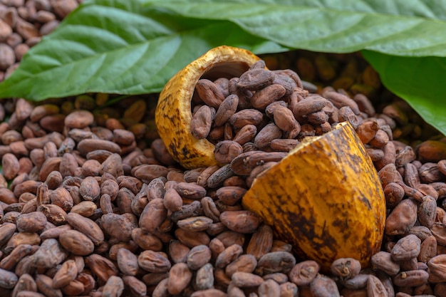 Photo fèves de cacao et fruits de cacao sur bois