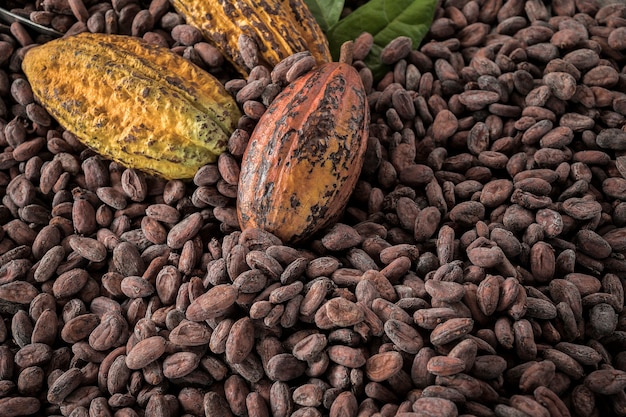 Photo fèves de cacao et fruits de cacao sur bois