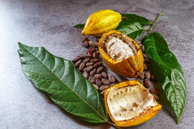 Fèves de cacao et fruits de cacao avec cacao cru