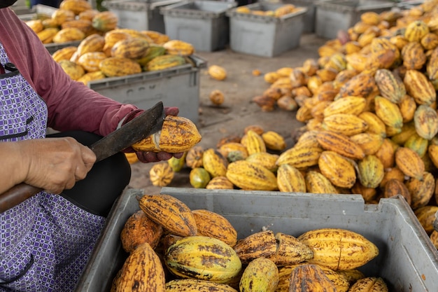 Fèves de cacao et gousse de cacao sur une surface en bois