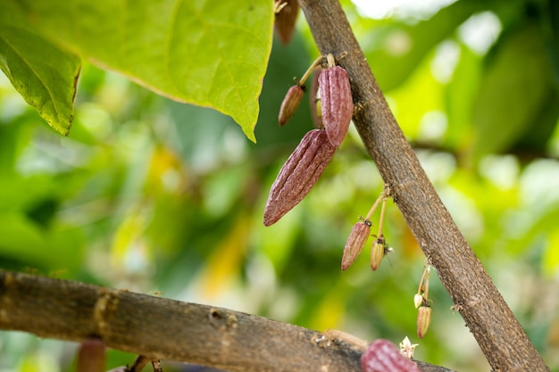 Fèves de cacao et gousse de cacao sur une surface en bois