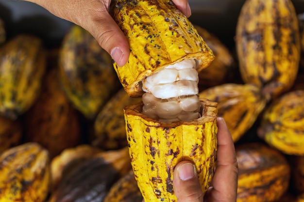 Fèves de cacao et gousse de cacao sur une surface en bois.