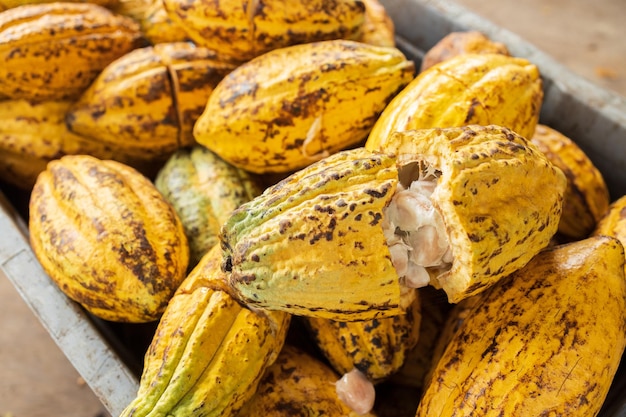 Fèves de cacao et gousse de cacao sur une surface en bois