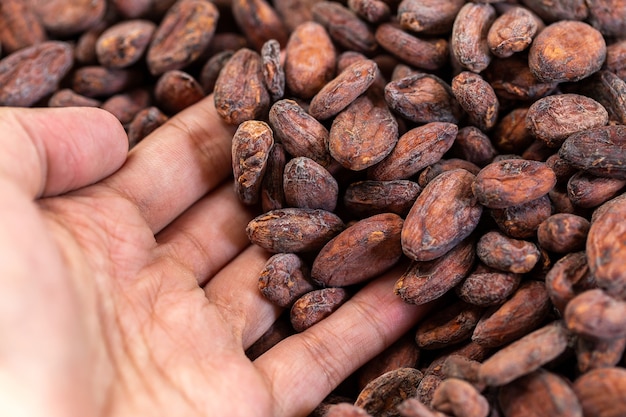 Fèves de cacao et gousse de cacao sur une surface en bois.