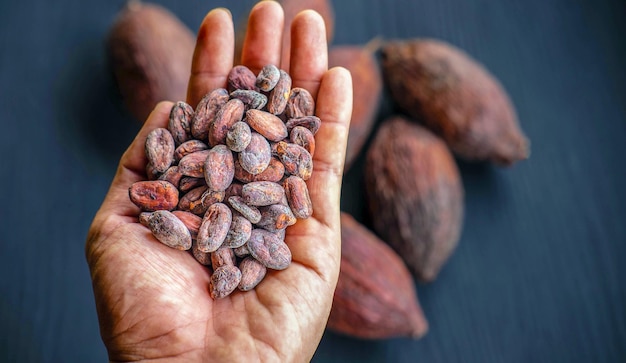 Fèves de cacao séchant entre les mains des agriculteurs