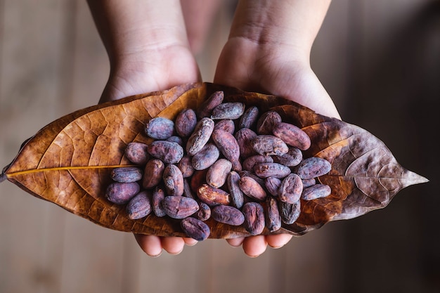 Fèves De Cacao Séchées Sur Feuilles De Cacao