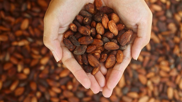 Fèves de cacao séchées recueillies sur la paume sur fond de fèves de cacao sèches fèves de cacao