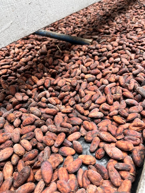 Fèves de cacao torréfiées prêtes à faire du chocolat Costa Rica