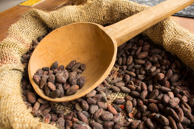 les fèves de cacao