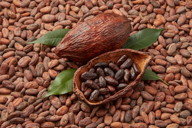 Fèves pelées aromatiques de cacaoyer