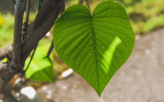 Fibre de veine de feuille verte fraîche