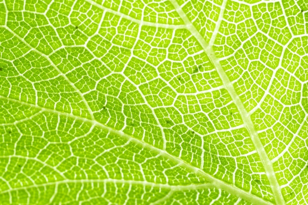 Fibres de feuilles vue sur la nature de la feuille verte sur fond de verdure floue dans le jardin avec espace de copie en utilisant comme arrière-plan plantes vertes naturelles paysage écologie fond d'écran frais