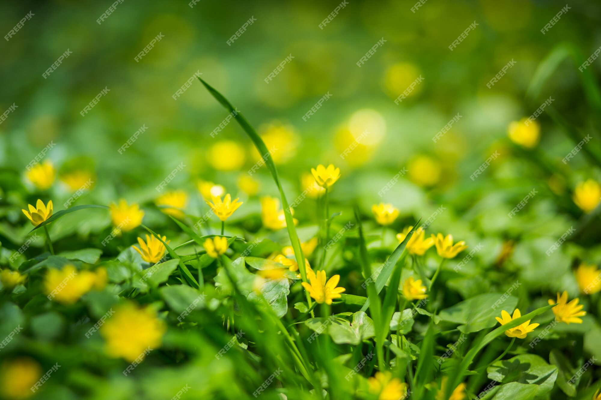 Ficaria Verna, Ranunculus Ficaria L., Moindre Chélidoine, Armoise, Renoncule  De Figue Petites Fleurs De Prairie Jaune. | Photo Premium