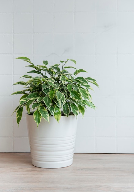 Ficus benjamin sur la table des plantes de la maison