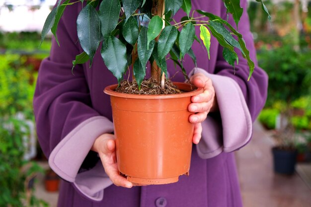 Ficus benjamina dans les mains d'une femme dans une serre