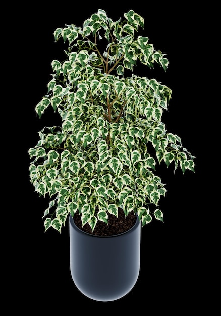 Ficus benjamina isolé sur fond