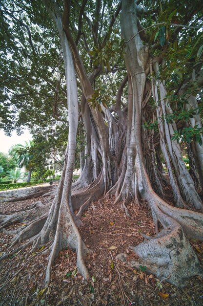 Un ficus centenaire à Palerme dans le jardin de la Piazza Marina