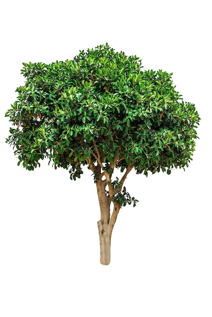 Ficus elastica arbre sur fond blanc