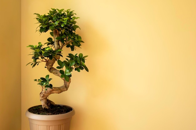 Ficus Ginseng Bonsaï Ficus microphylla Ginseng arbre dans un pot en plastique Accueil plante