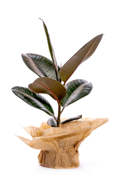 Ficus intérieur enveloppé dans du papier kraft sur fond blanc