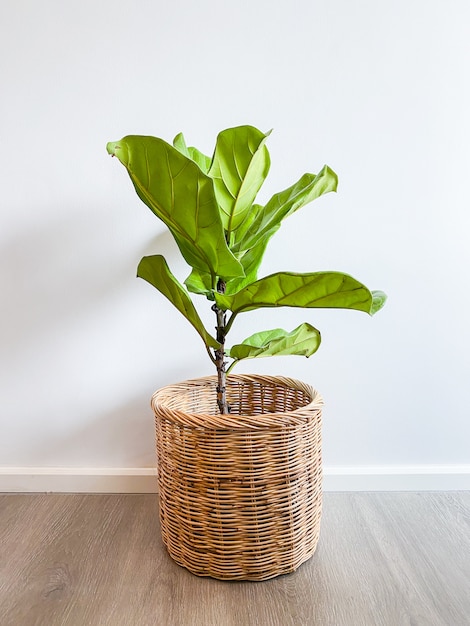 Ficus lyrata arbre dans un pot se dresse sur un plancher en bois