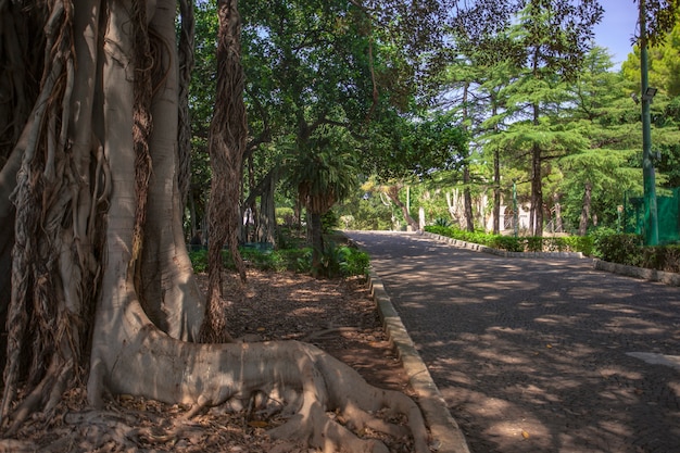 Ficus macrophylla une plante commune dans les régions du nord de la Sicile