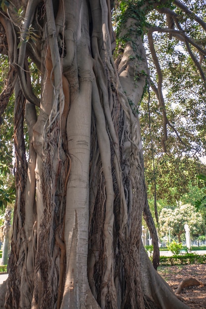 Ficus macrophylla une plante commune dans les régions du nord de la Sicile