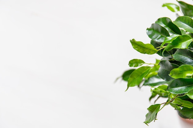 Ficus plante dans un pot brun