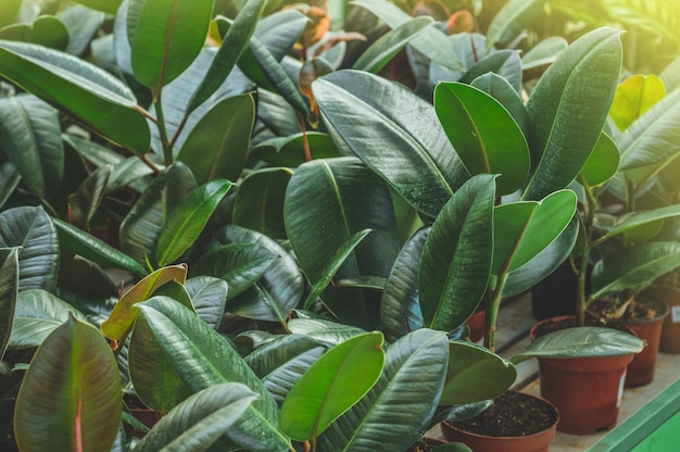 Ficus de plantes tropicales. Beaucoup de plantes vertes. Jardinage en serre. Jardin botanique