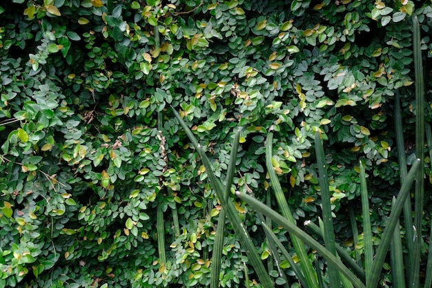 Ficus pumila, communément appelé figuier rampant ou plante à fleurs grimpante de la famille des mûriers