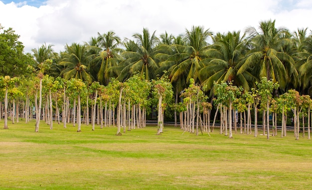 Photo ficus religiosa ou bois de figuiers sacrés à sanya cith