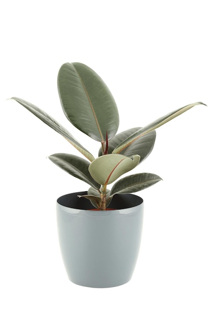 ficus