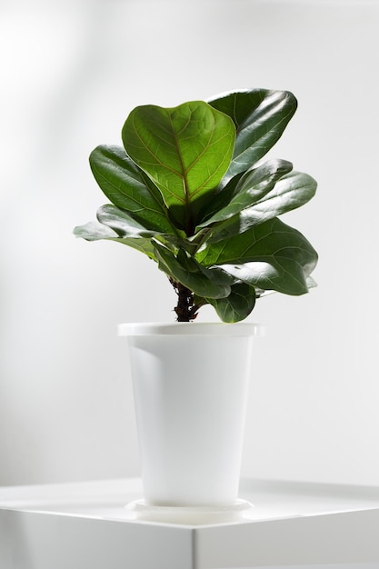 Fiddle fig ou Ficus lyrata dans un pot en plastique blanc sur tableau blanc