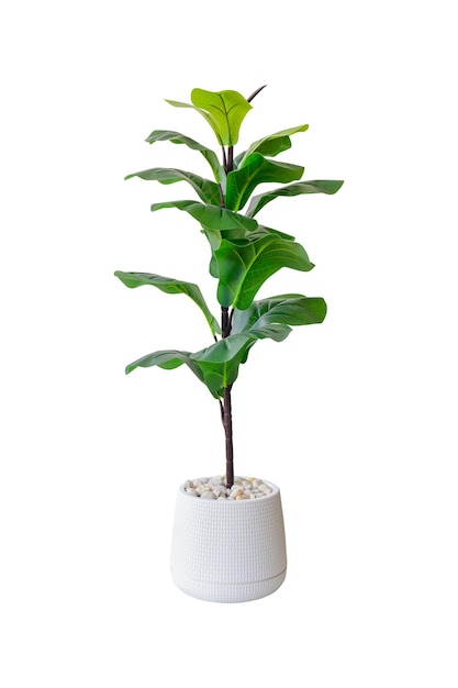 Fiddle Leaf Fig ou Ficus lyrata isolé sur un fond blanc vif Plante en pot avec chemin de coupe